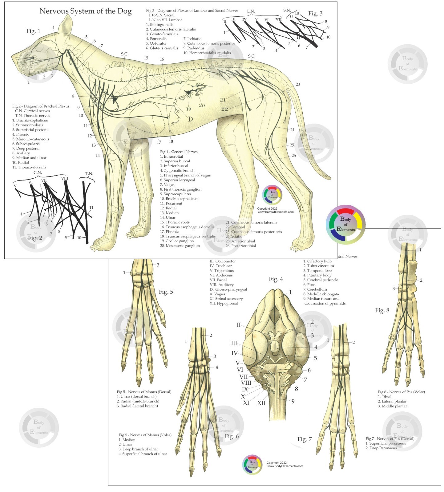 Dog Anatomy 4 Chart Set 8.5″ X 11″ Muscles Skeletal Nerves Veterinary Medicine