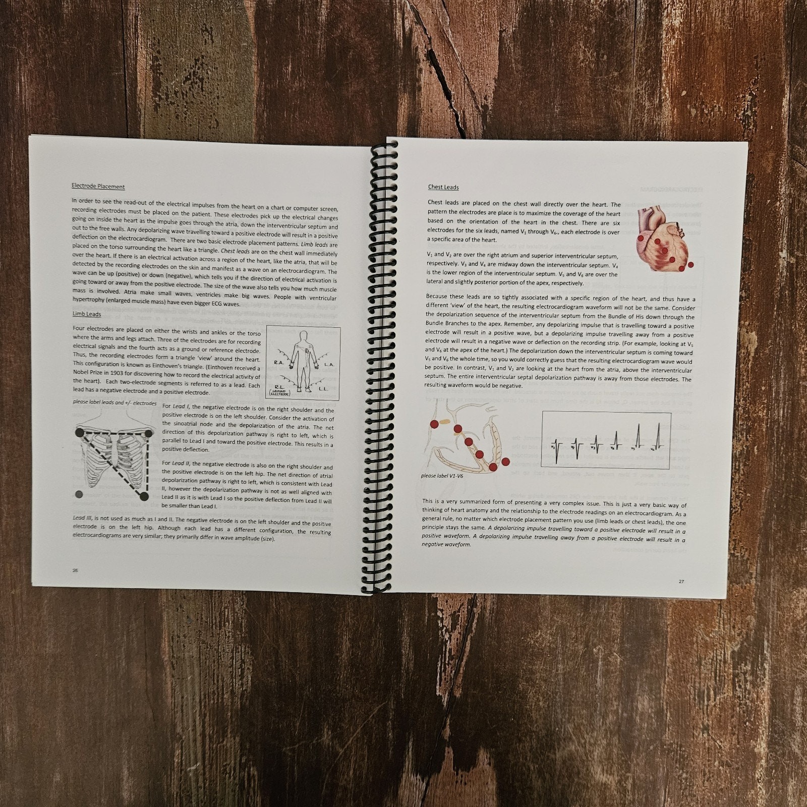 Human Anatomy & Physiology II Summary Text By Ellen H.H. Savoini PhD Spiral 2012