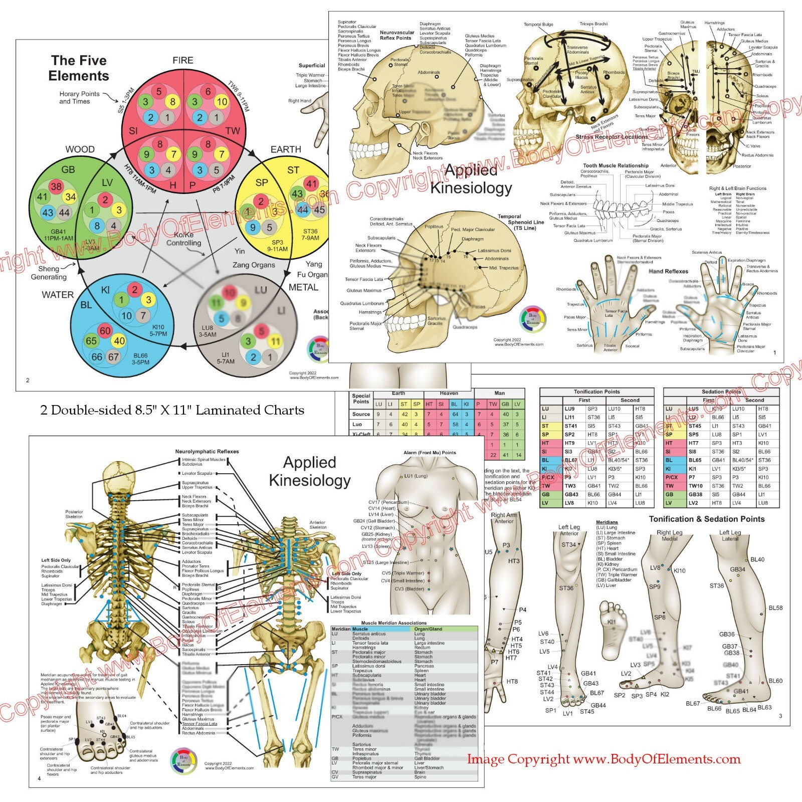 Applied Kinesiology Chart Set 8.5″ X 11″ Chiropractic Acupuncture Reference