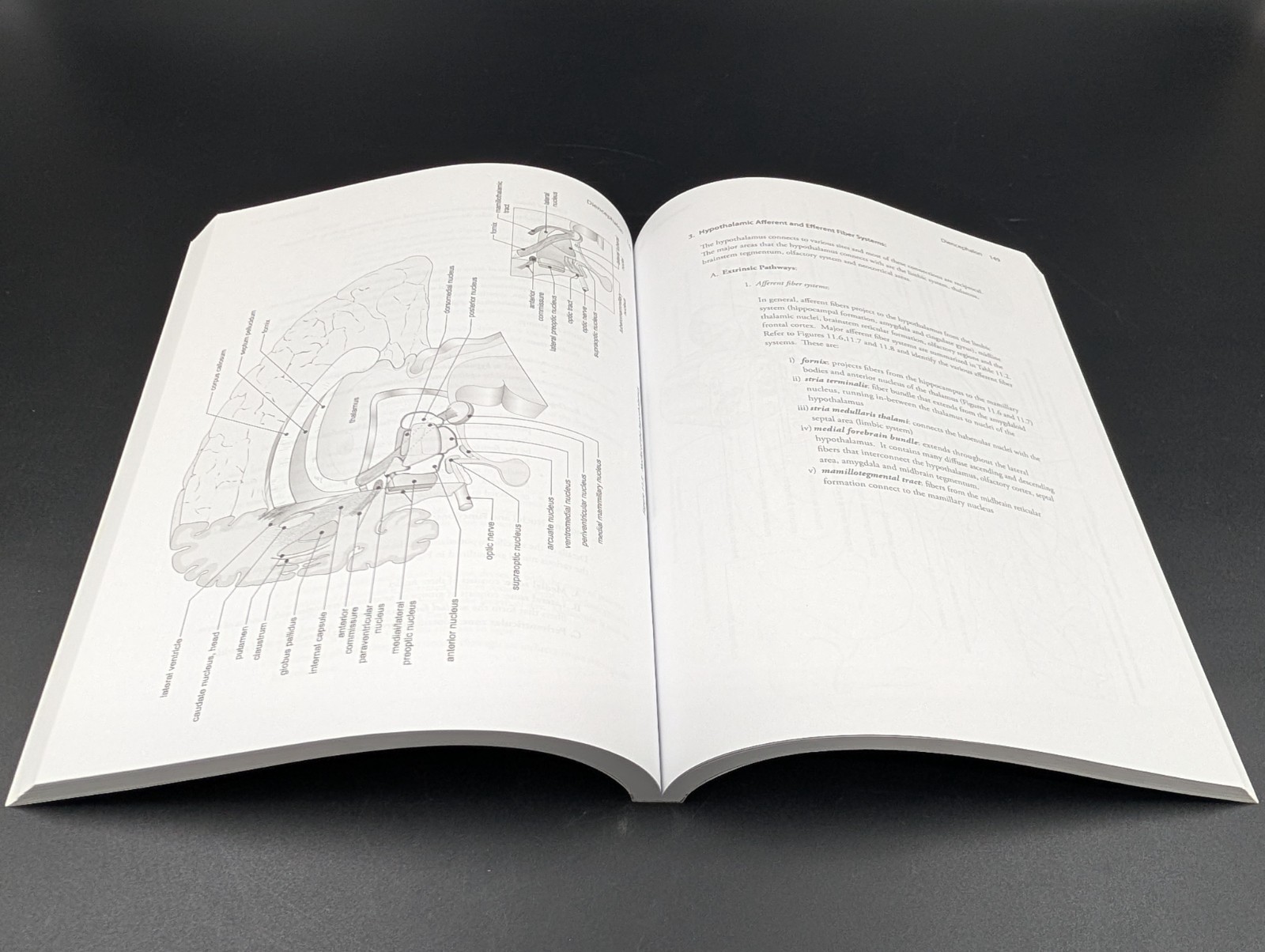 Illustrated Review of Neuroanatomy: 3 Dimensional Perspective (6th Edition)