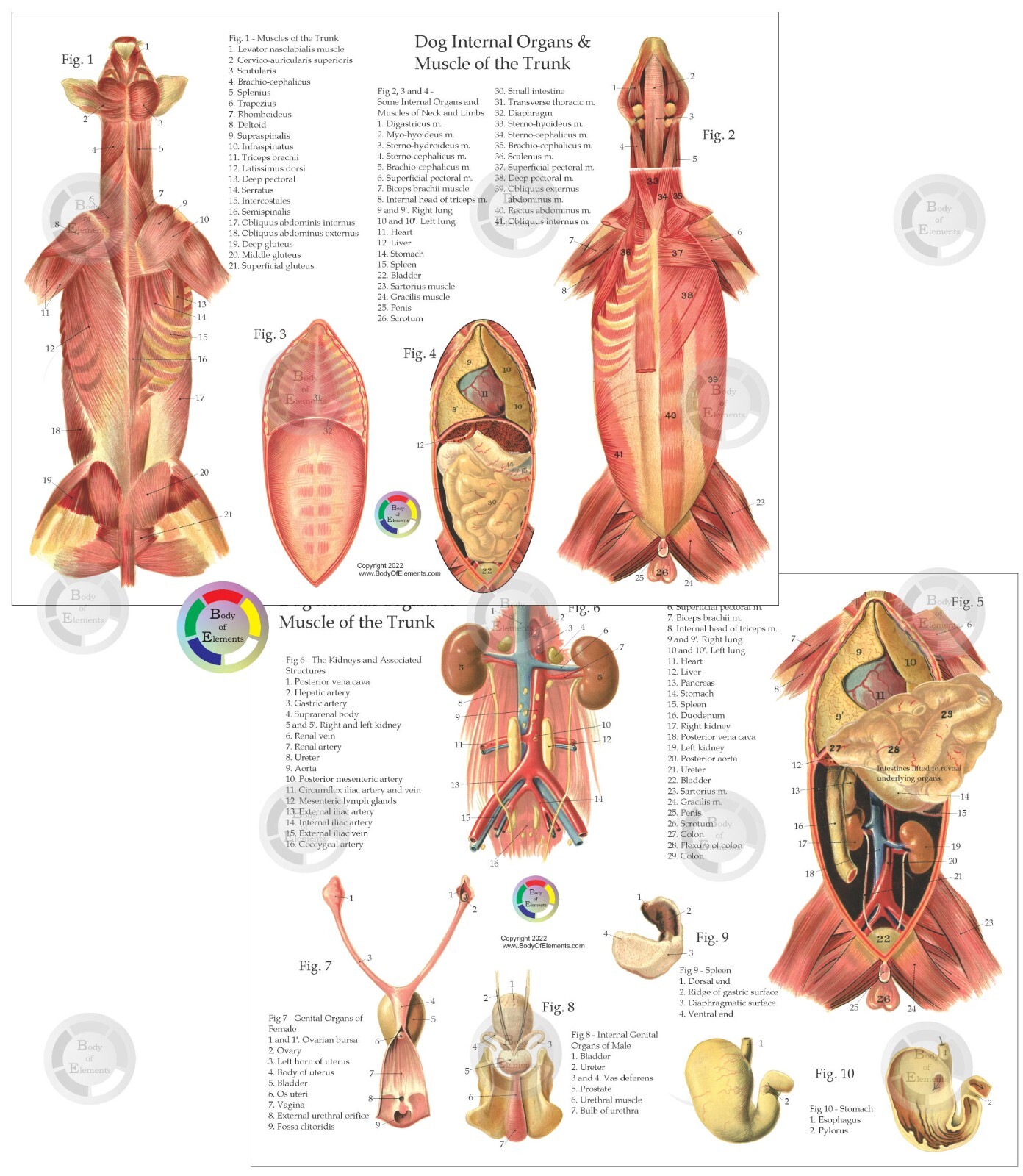 Dog Anatomy 4 Chart Set 8.5″ X 11″ Muscles Skeletal Nerves Veterinary Medicine