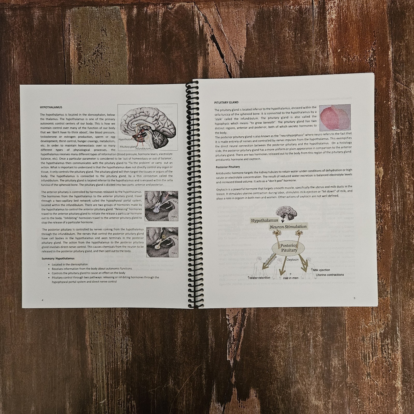 Human Anatomy & Physiology II Summary Text By Ellen H.H. Savoini PhD Spiral 2012