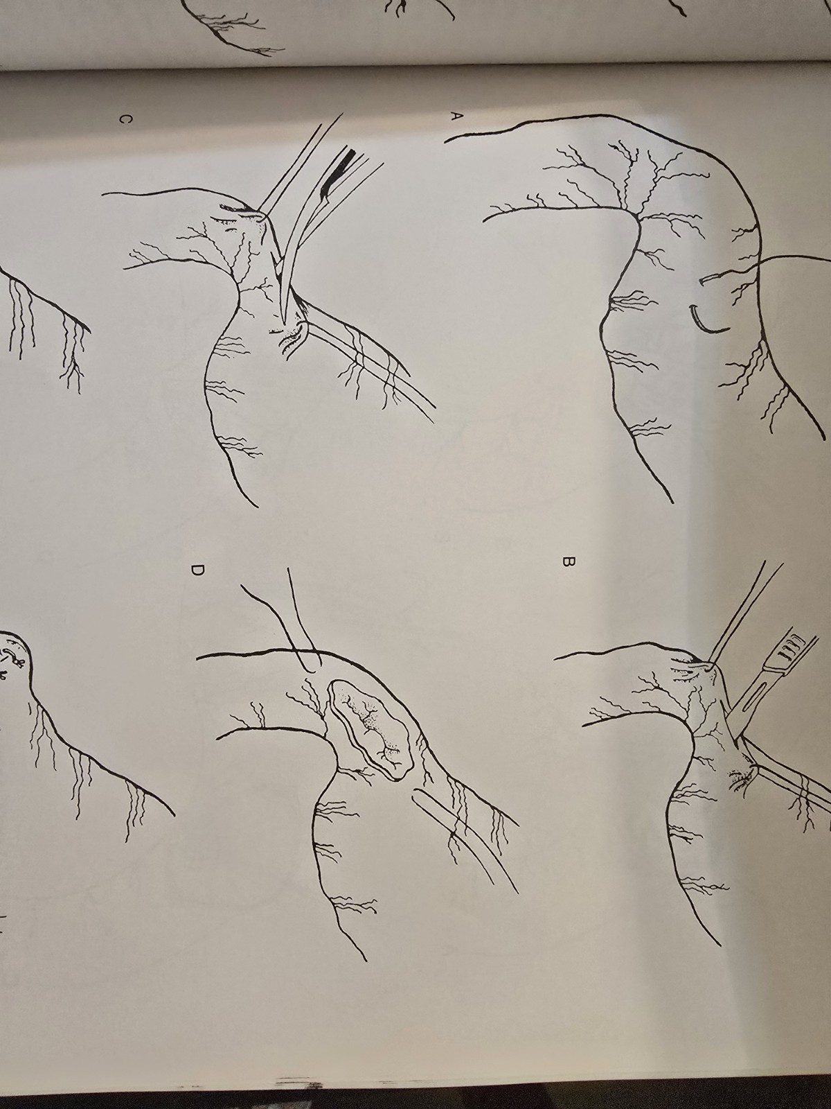 Current Techniques in Small Animal Surgery 3rd Edition Borjrab Great Illustratio