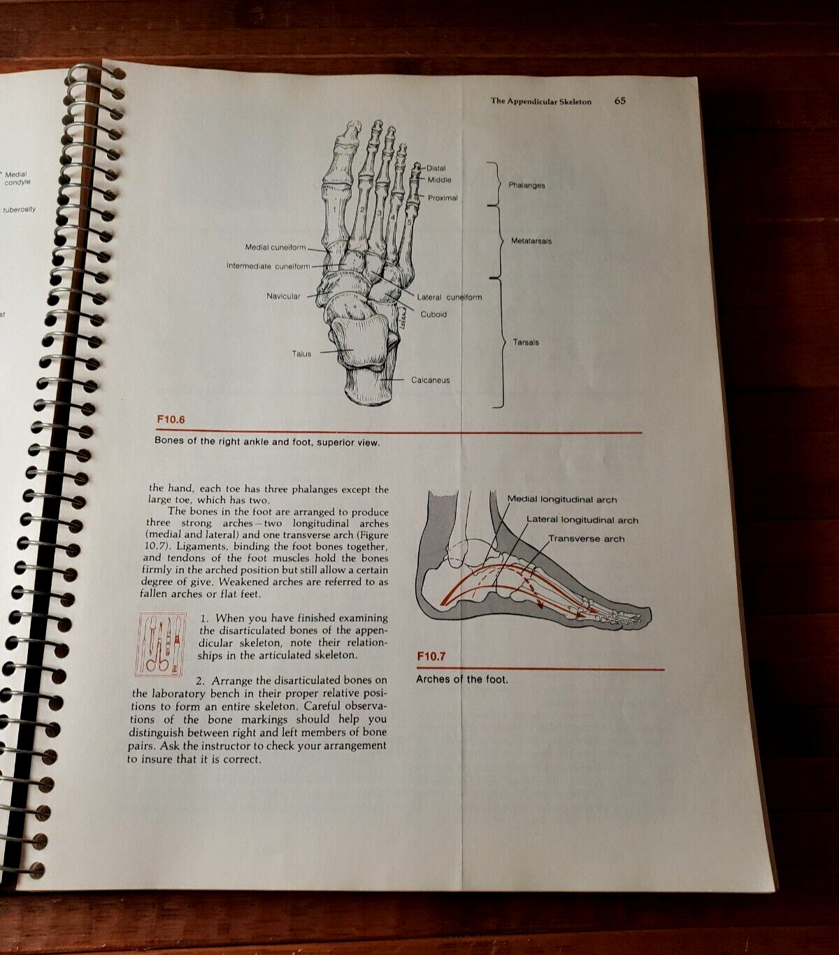Human Anatomy & Physiology Ring Bound Laboratory Manual Elaine Nicpon Marieb PB