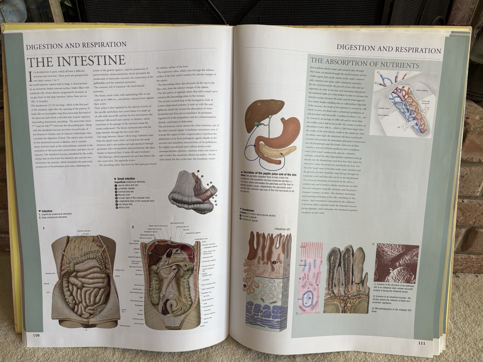 HUMAN ANATOMY Book by TAJ Books 2002 17”x24” 9lb 160 pages Exc Condition
